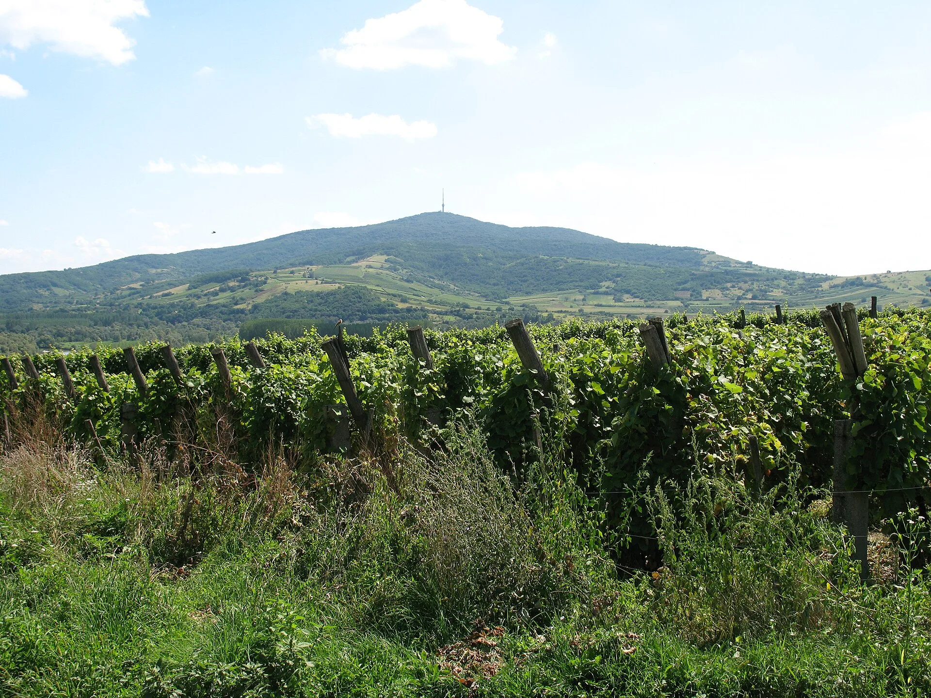 Tokaj, Eger, Balaton : où boire du vin en Hongrie